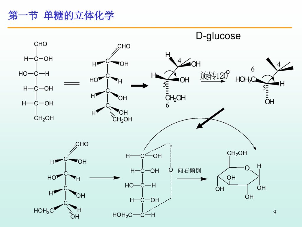 第一节 单糖的立体化学 d